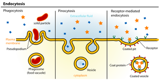 Endocytosis CELL ORGANELLE